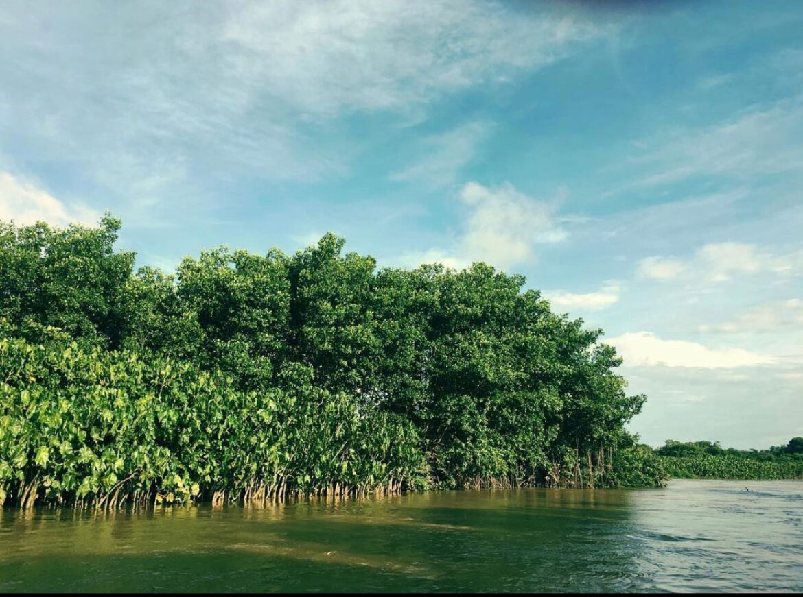 Manglares del Golfo de Urabá