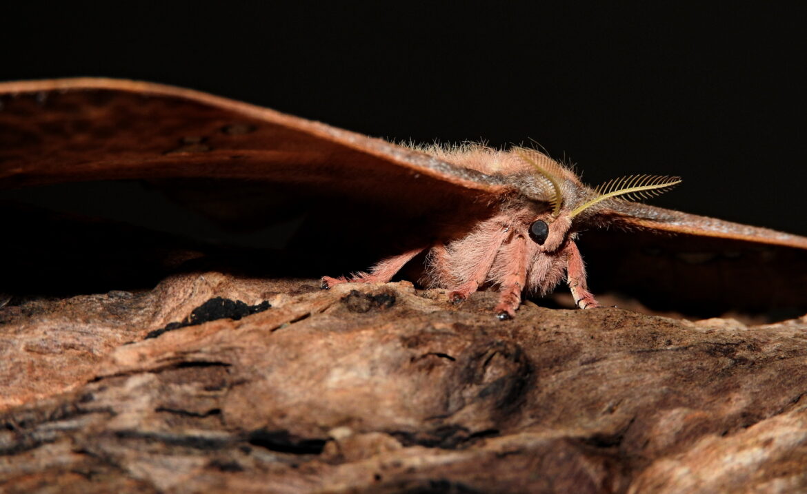 Polilla satúrnida - Copaxa